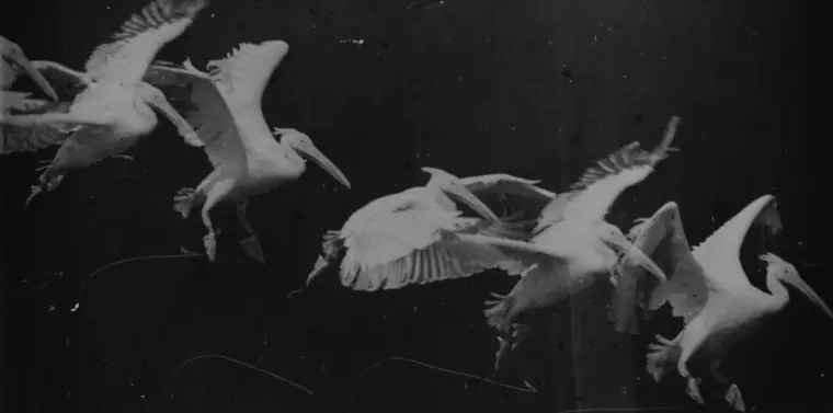 Etienne-Jules Marey chronophotograph: five overlapping ghostly positions of a pelican in flight on one dark plate.