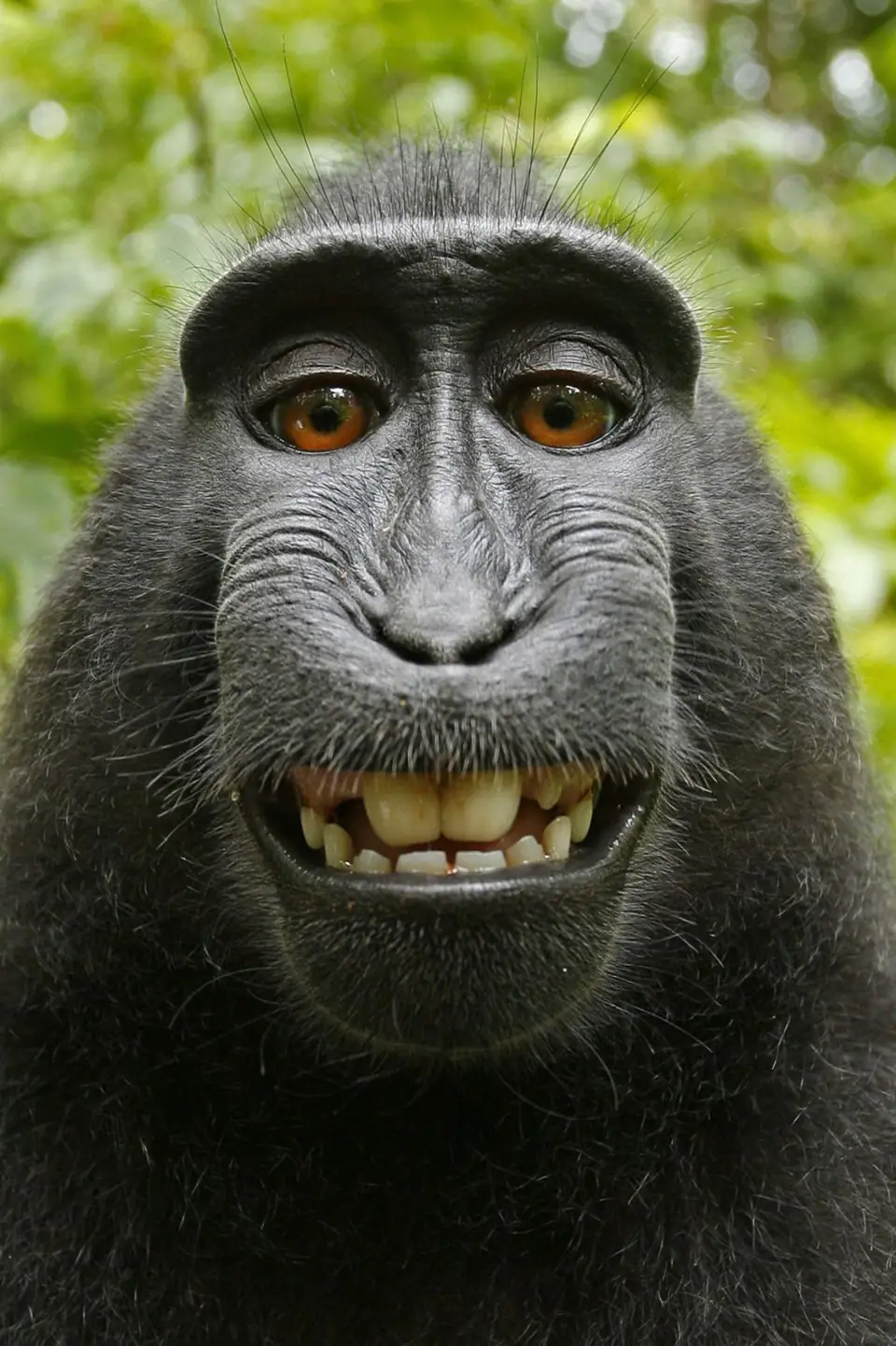 The monkey selfie: a crested black macaque grinning enormously into the camera lens it is holding.