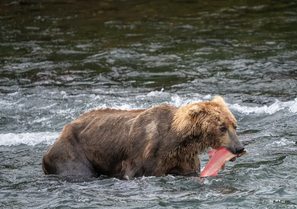 Brown bear 480 Otis sitting in the river at Brooks Falls with a salmon in his mouth.