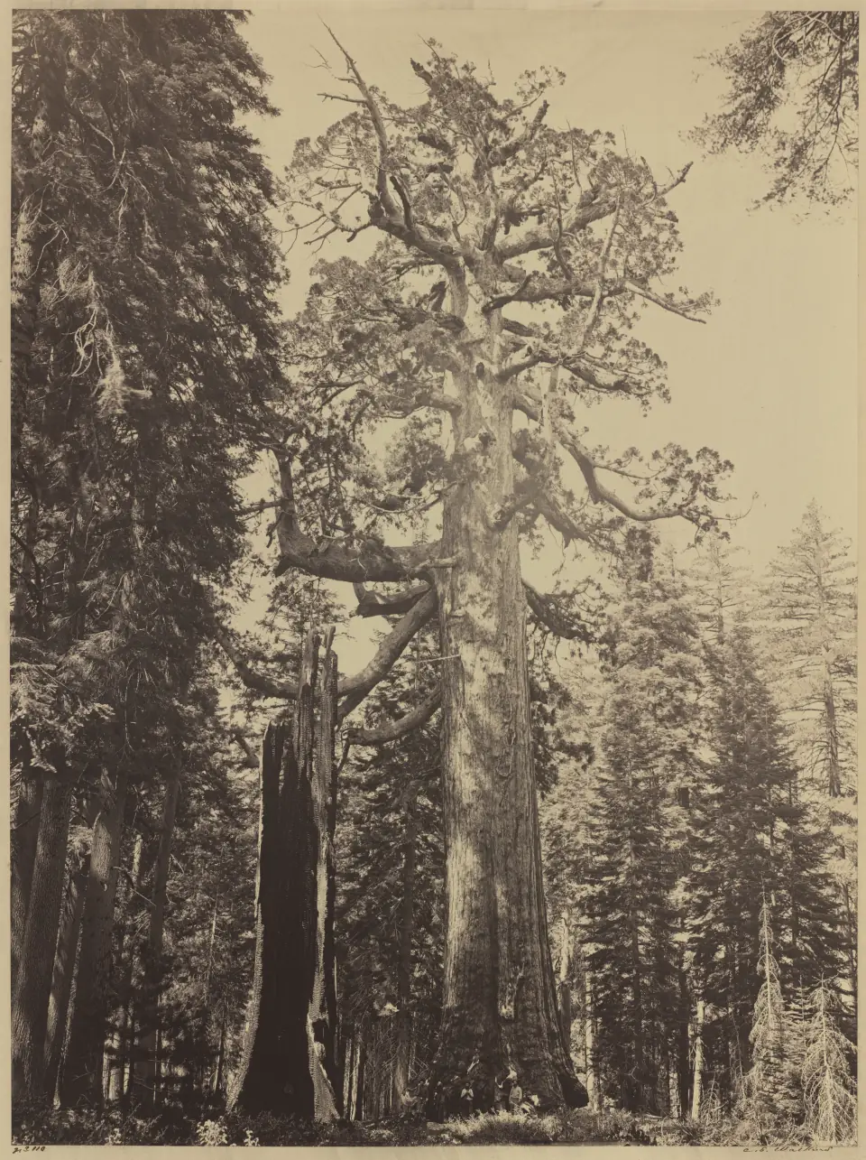 The Grizzly Giant sequoia, 1861: a colossal tree towering over the forest in a mammoth-plate photograph.