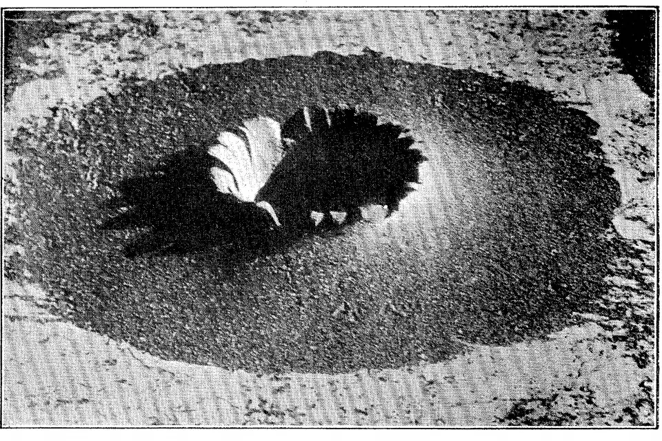 A 1900 spark photograph of a liquid splash: a perfect crater and crown frozen in milk-white liquid.