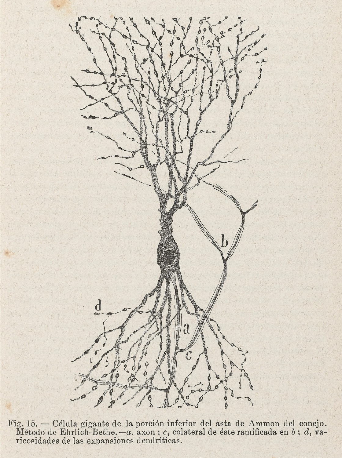 Santiago Ramon y Cajal's intricate ink drawing of a large neuron and its branching dendrites in the hippocampus.
