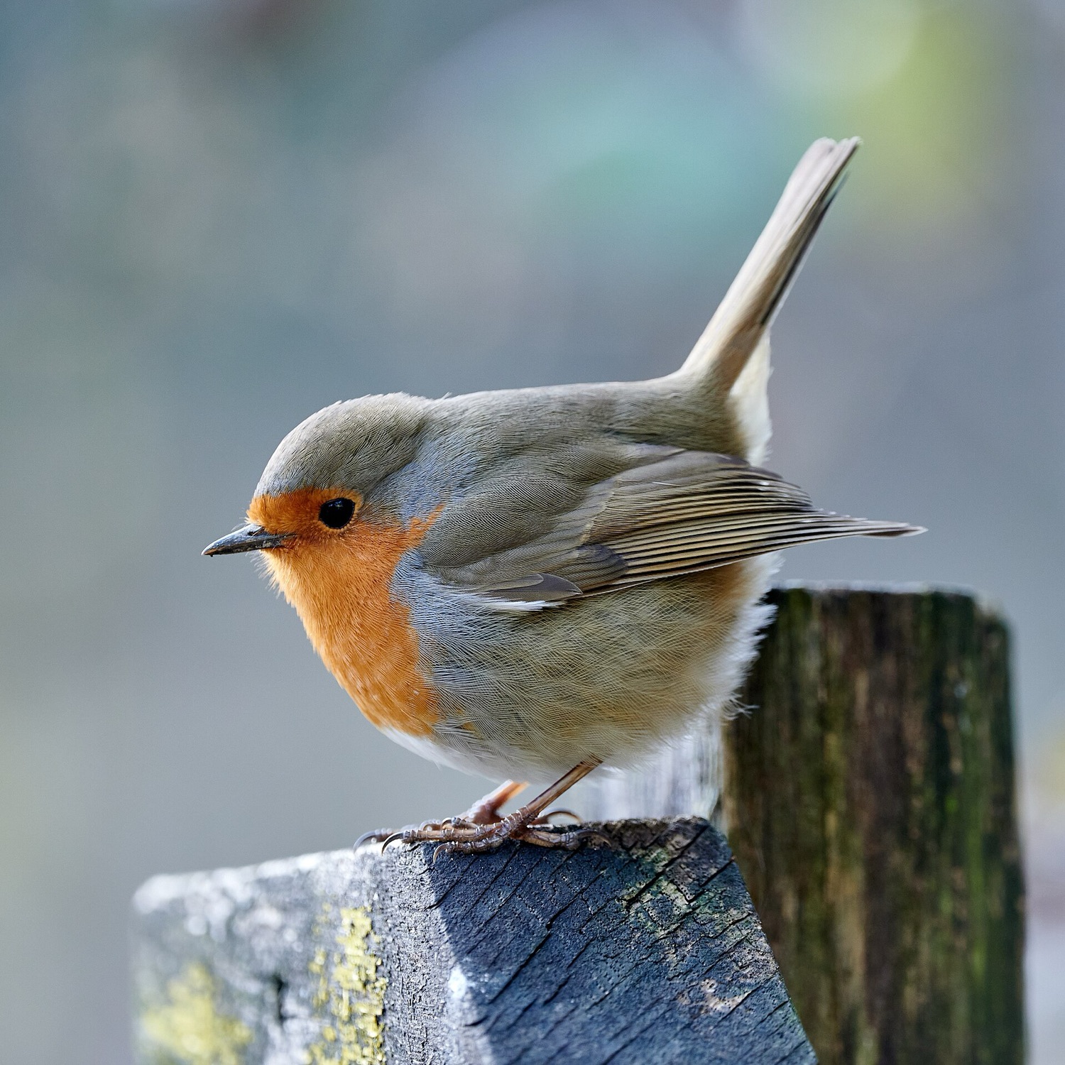 A close portrait of a European robin with its orange-red breast, perched and looking alert.