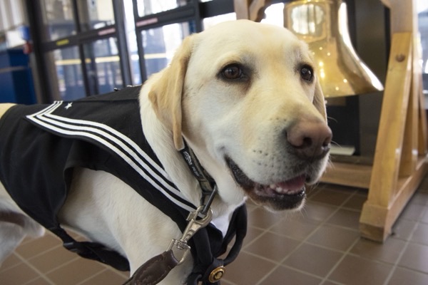 A service dog, the lens for a piece on nature, nurture, and the self.