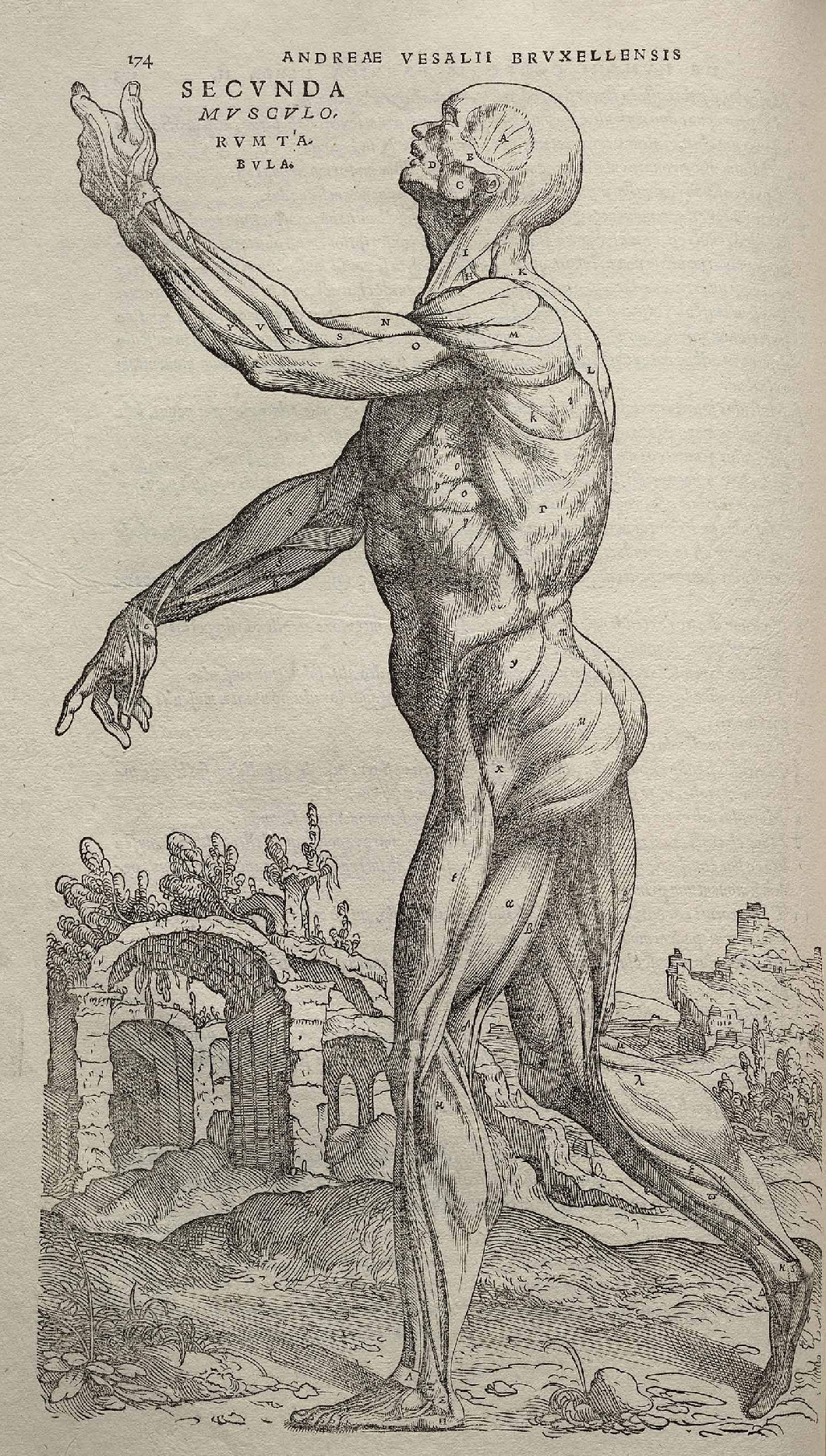 Muscle figure standing in a ruined landscape, from Andreas Vesalius, De Humani Corporis Fabrica, 1543.