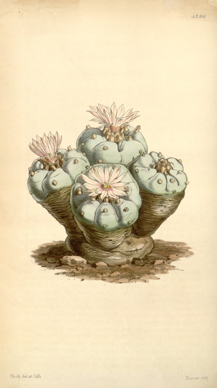 A hand-colored 1847 botanical plate of a clump of peyote cacti, blue-green buttons with pale pink flowers blooming on top, growing from brown earth.