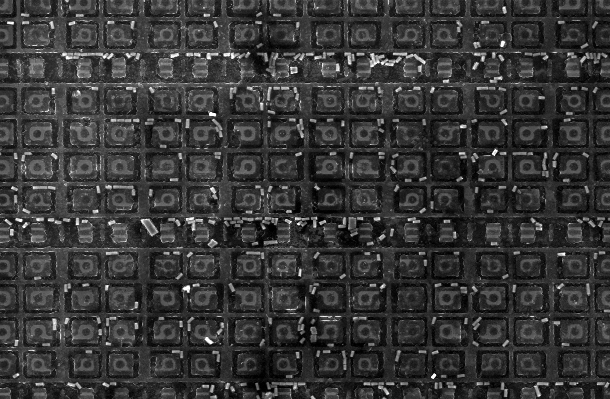 A scanning-electron view of an array of transistors with round, ring-shaped gates, a radiation-hardened design.