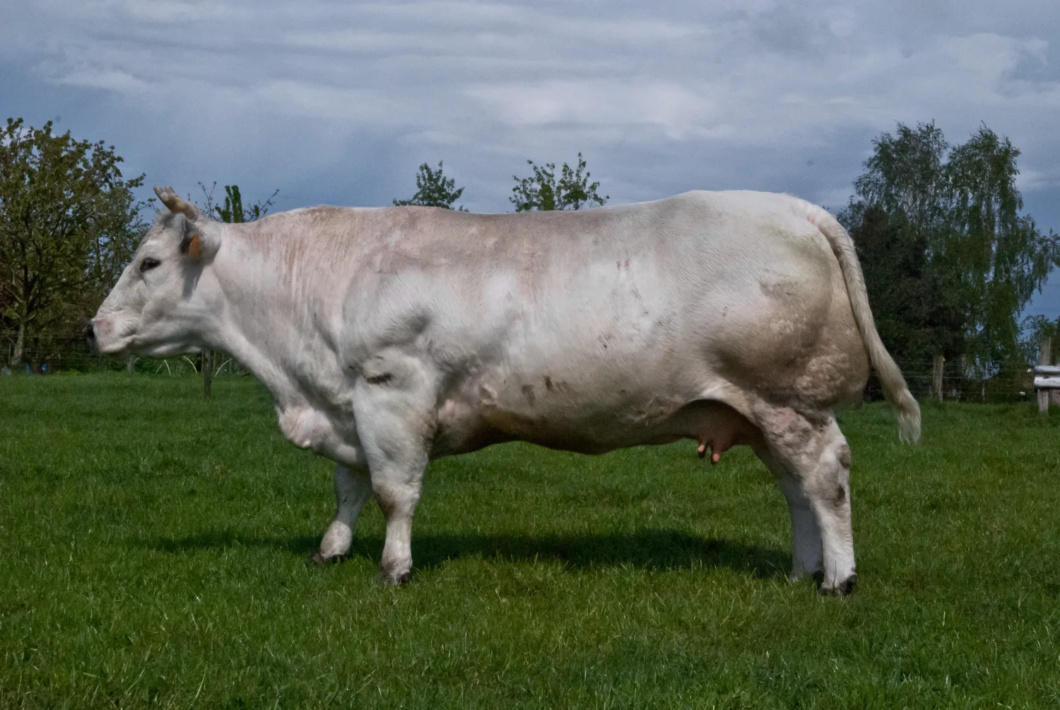 A Belgian Blue bull standing in a field, its hindquarters and shoulders grotesquely bulging with double muscling.