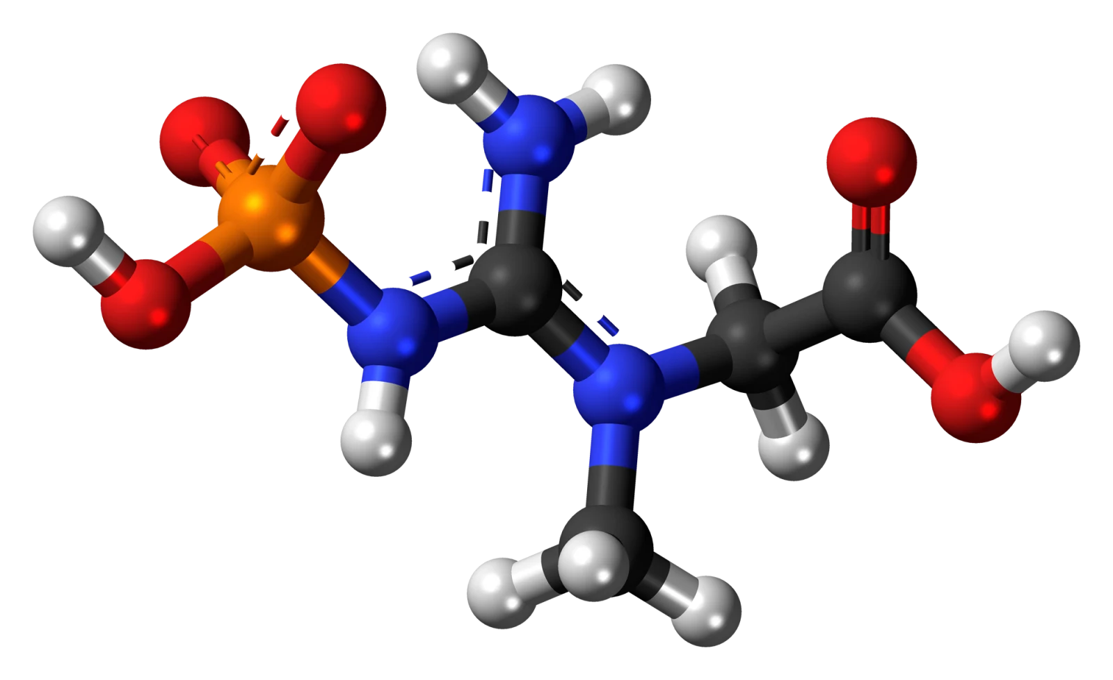 A three-dimensional ball-and-stick model of phosphocreatine: an orange phosphorus atom ringed by red oxygens at the left (the charged phosphate group), linked through blue nitrogen atoms to a dark carbon backbone that ends in a red carboxyl group at the right.