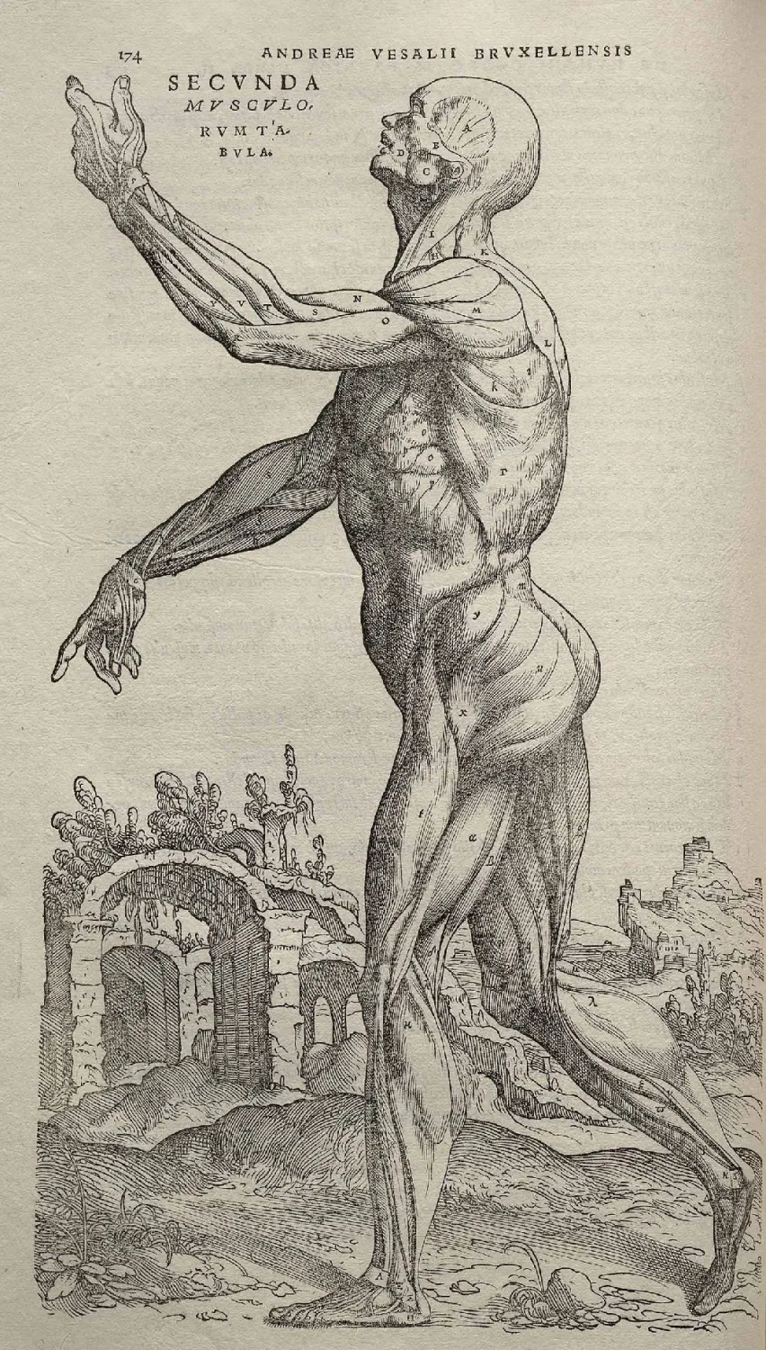 A 1543 anatomical woodcut by Vesalius: a flayed human figure showing all the muscles, standing in a landscape of ruins.