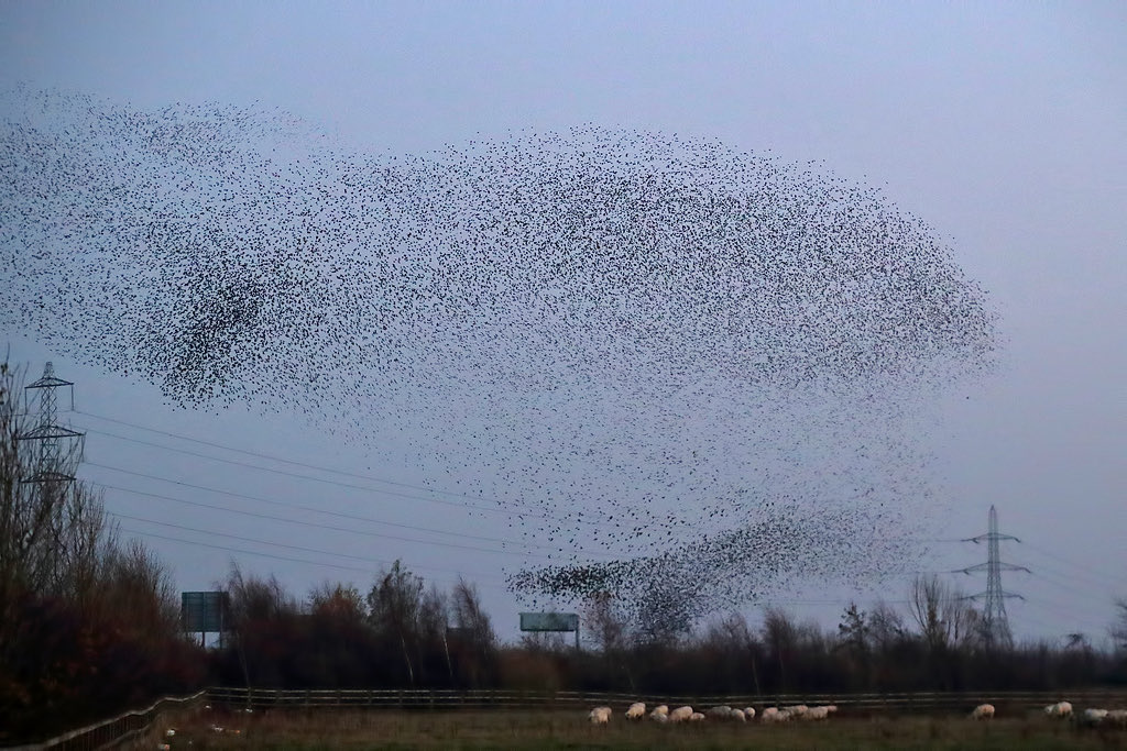 A starling murmuration at dusk: thousands of birds massed into a single dense, flowing shape over a field.