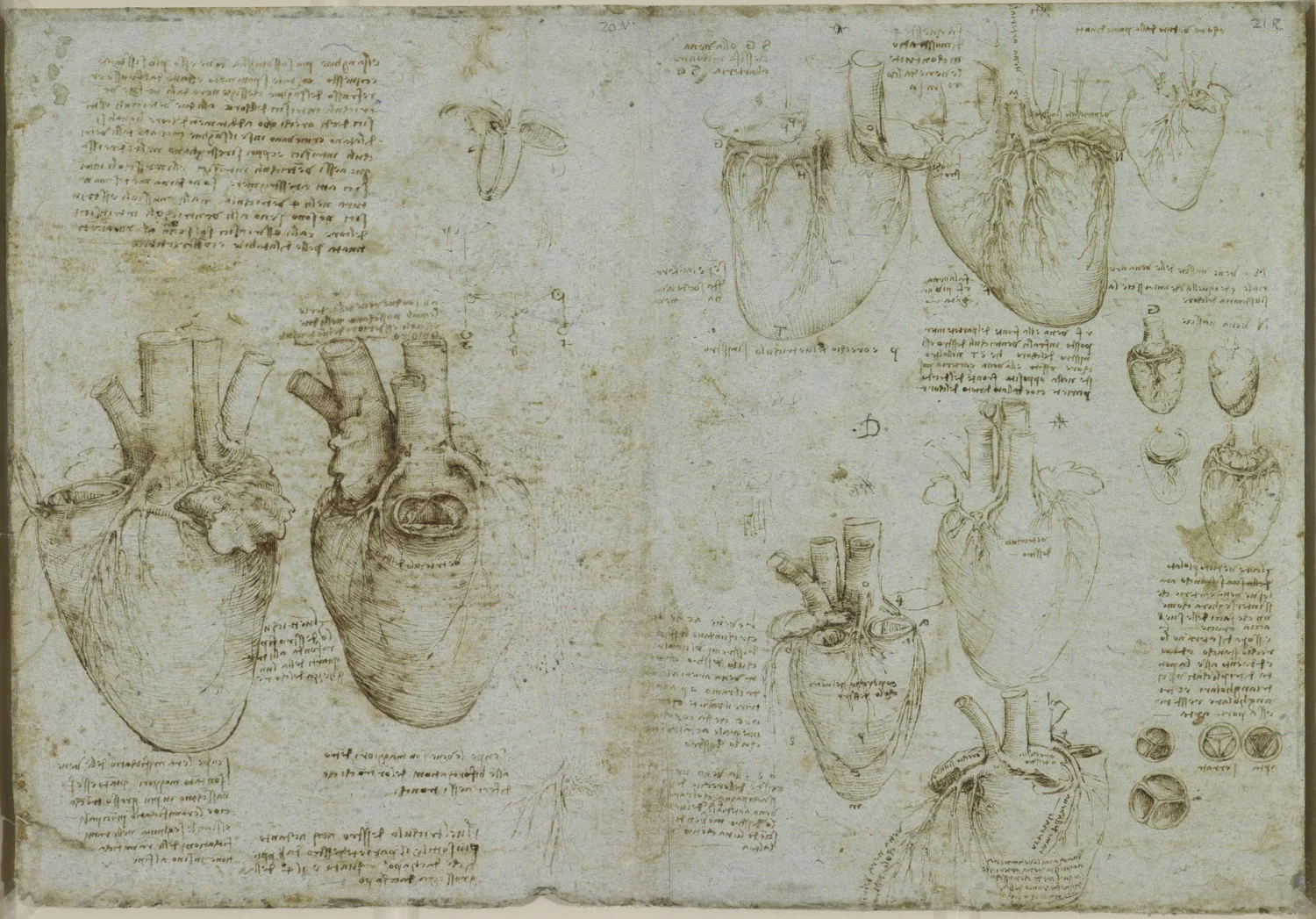 Leonardo da Vinci's anatomical study of the human heart and its coronary vessels, drawn in brown ink around 1511, surrounded by his mirror-writing notes.