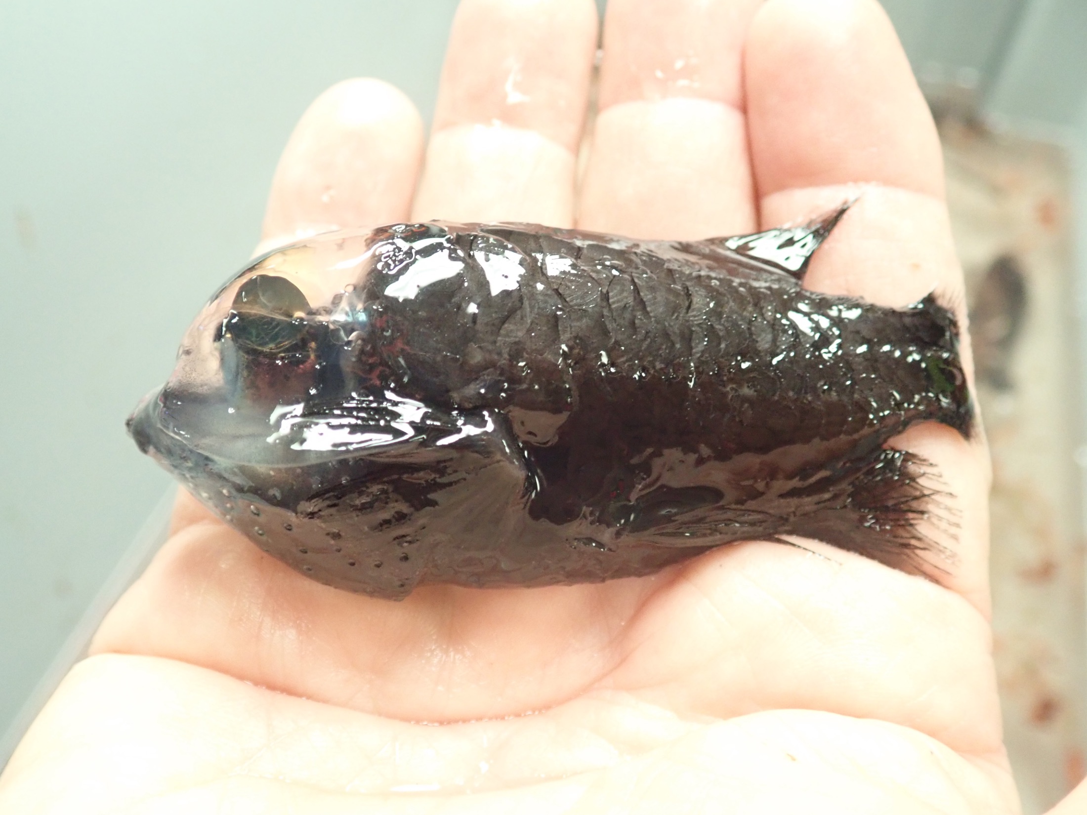 A deep-sea barreleye fish with two glowing green tubular eyes visible through its clear head.