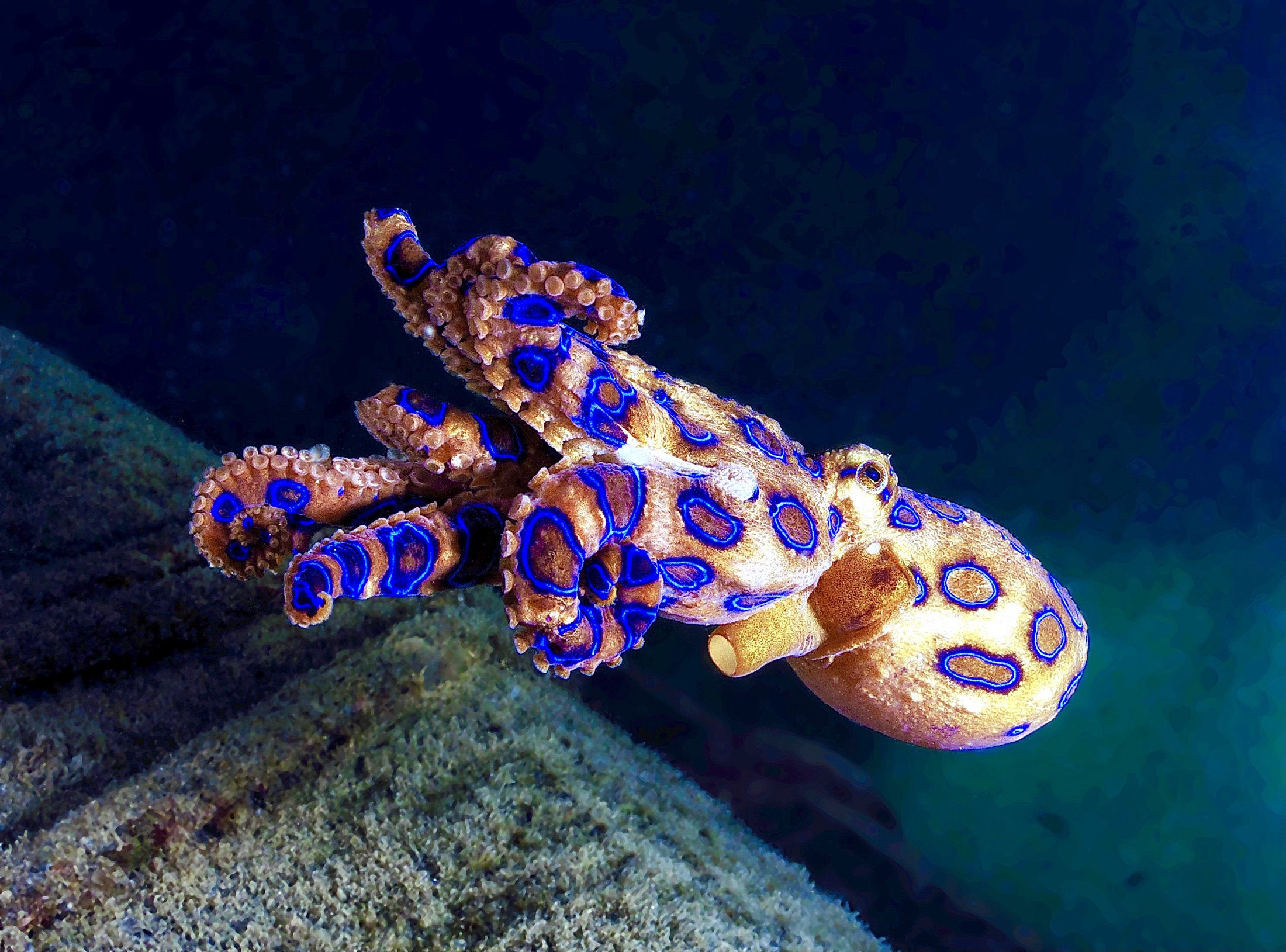 A small ochre octopus covered in glowing electric-blue rings on dark ground.