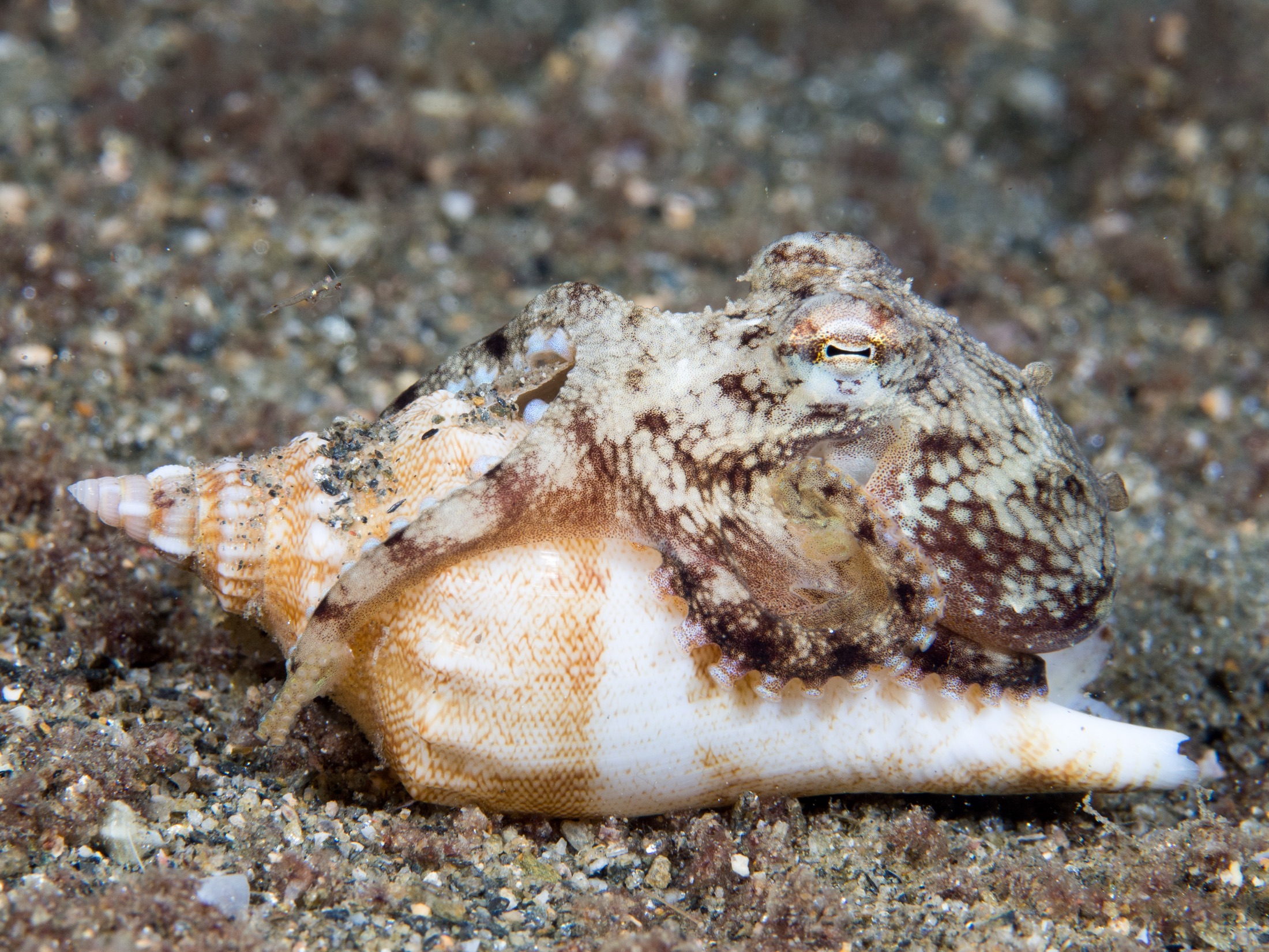 A small octopus with translucent veined webbing perched on a shell against dark sand.