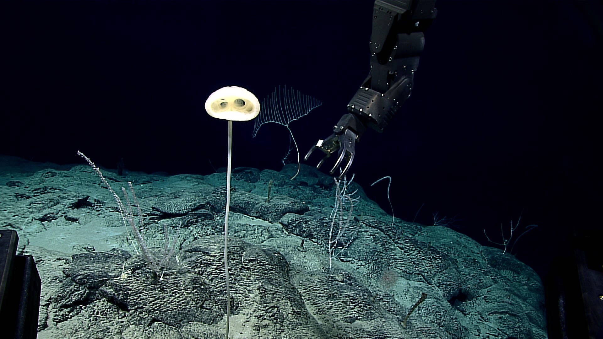 A pale glass sponge on a thin stalk with a bulbous head and eye-like holes on bare deep seabed.
