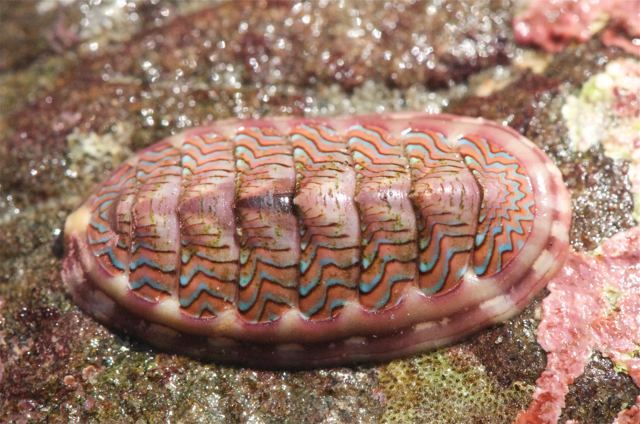 A small oval chiton with psychedelic pink, blue and orange zigzag stripes across its eight plates.