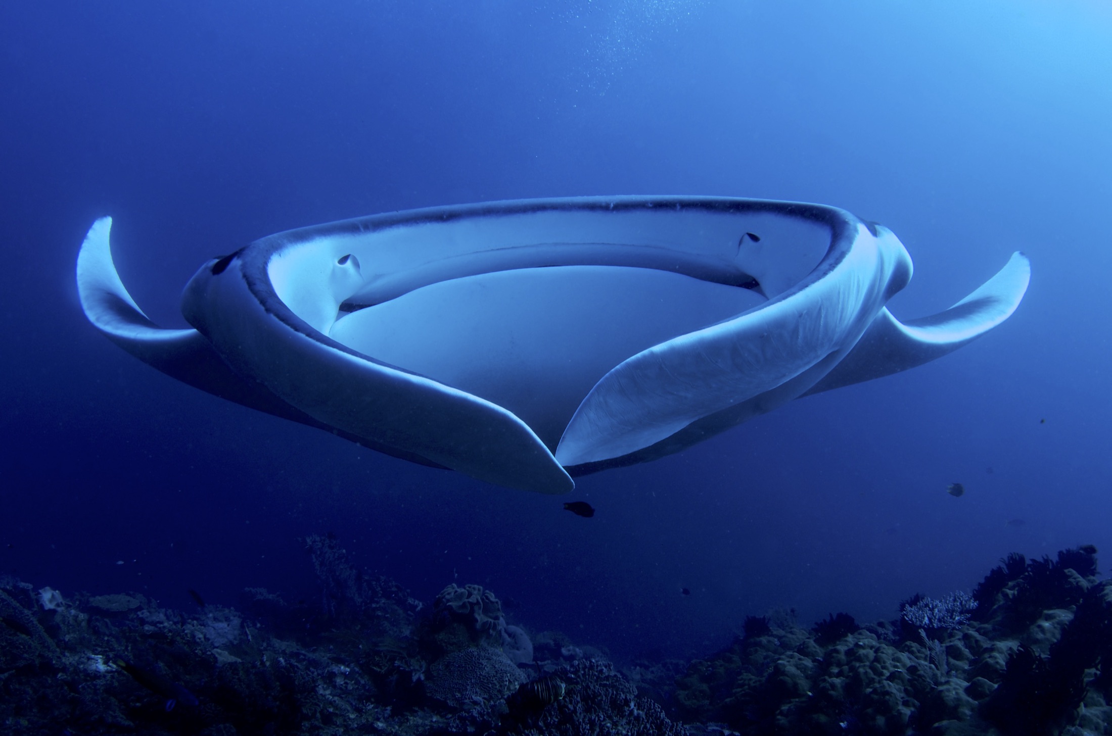 A manta ray seen head-on with cephalic fins unfurled and mouth open into a dark oval, mid barrel-roll.