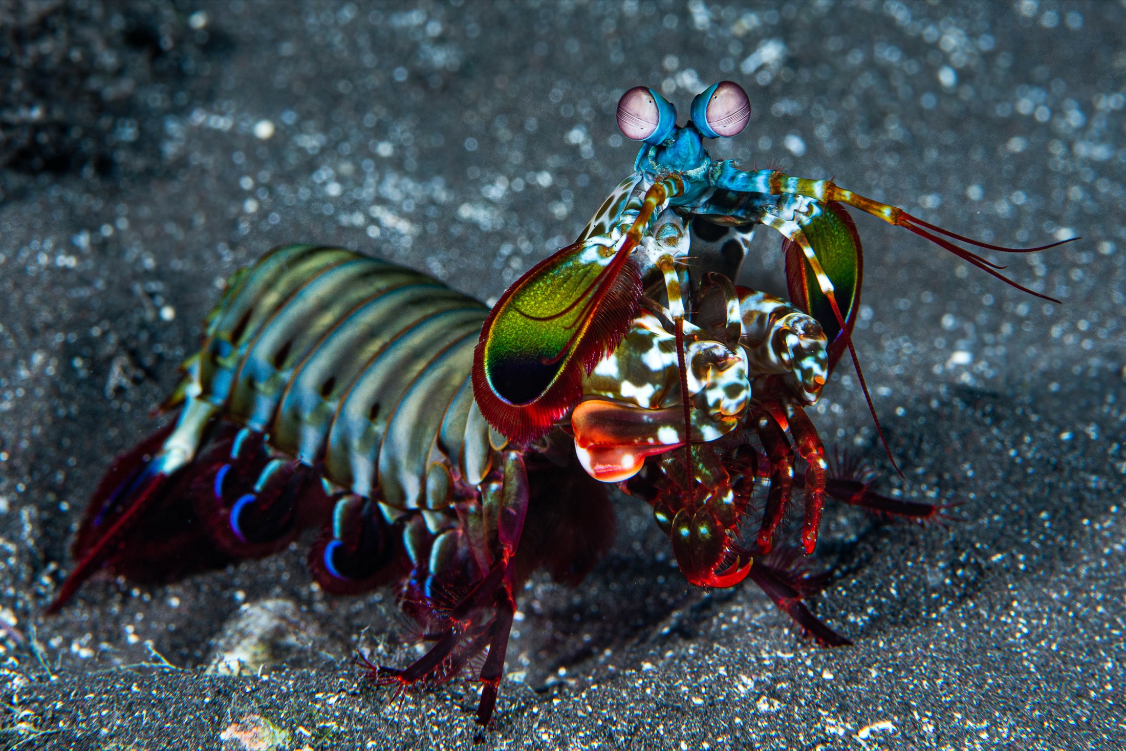 A mantis shrimp airbrushed in every color at once, all reds, greens and blues, on the seabed.