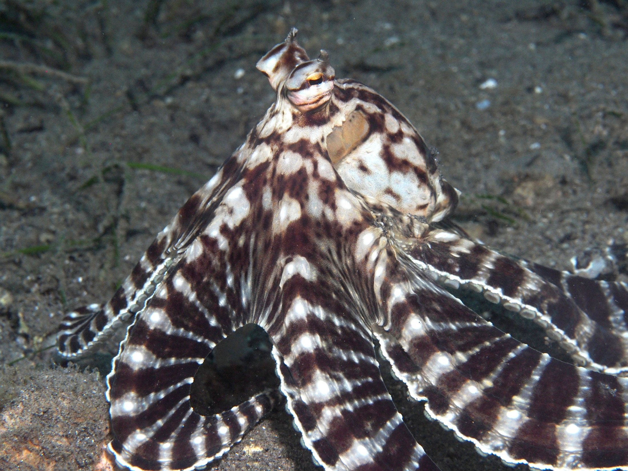 A banded brown-and-white octopus with long arms fanned out over dark volcanic sand.