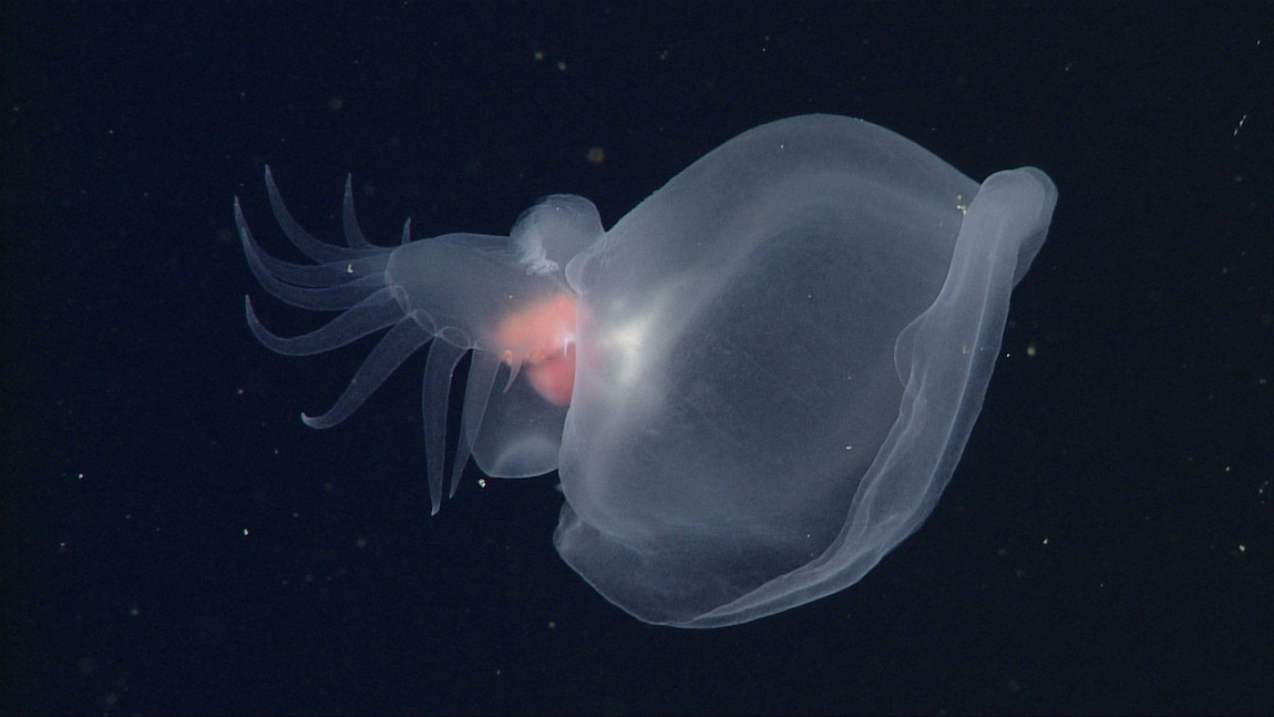 A translucent, faintly glowing deep-sea slug with a billowing hood and a fringed tail in black water.