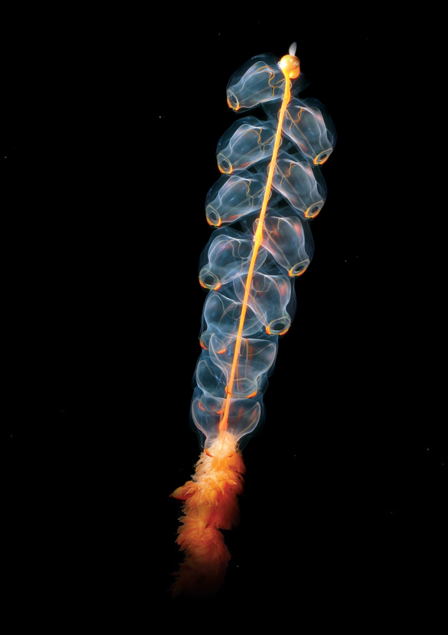 An orange-and-glass rocket-shaped siphonophore colony hanging in black water.