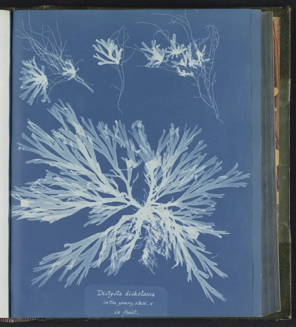 An 1843 cyanotype by Anna Atkins: pale ghostly seaweed fronds glowing white against deep Prussian blue.