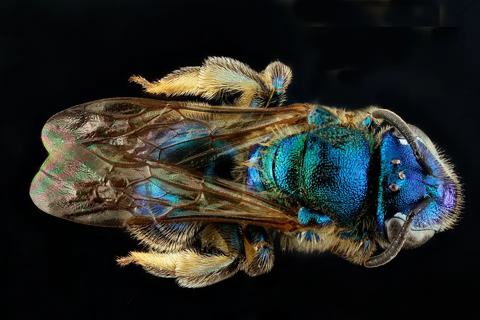An extreme macro of a metallic green sweat bee, every hair and facet of its body in perfect focus.