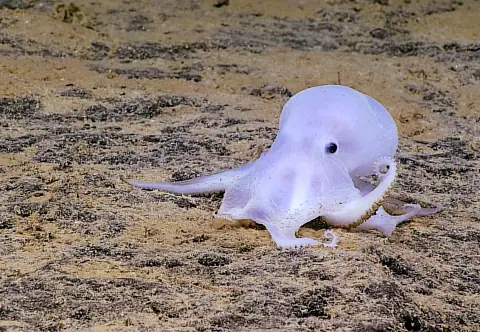 Casper the ghost octopus: a pale, almost translucent octopod sitting on the deep seafloor, photographed by a NOAA robot.