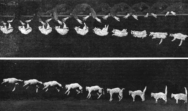 Marey's 1894 chronophotograph strip of a cat falling and twisting upright frame by frame.