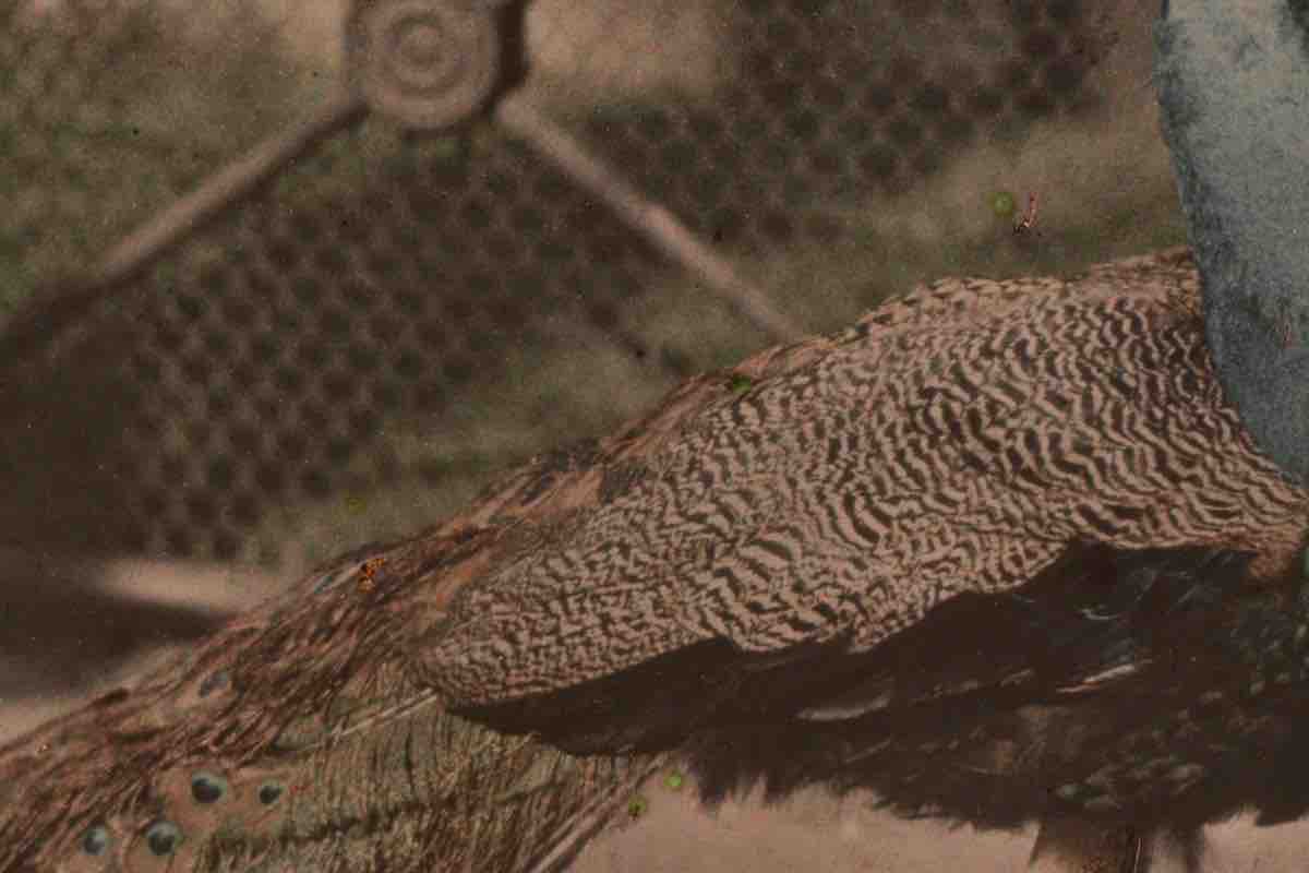 A detail of the Lumiere peacock autochrome compressed to extremely low JPEG quality, showing blocky artifacts.