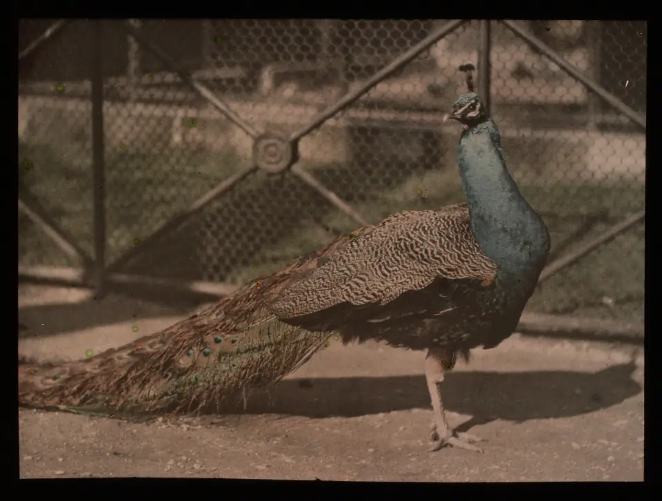A Lumiere autochrome of a peacock, its blue-green plumage shimmering in soft pointillist grain.