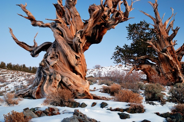 A massive, twisted ancient bristlecone pine, its weathered orange wood glowing at twilight above snow, one of the oldest living things on Earth.