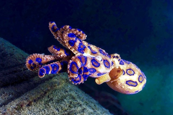 A small ochre octopus covered in glowing electric-blue rings on dark ground.